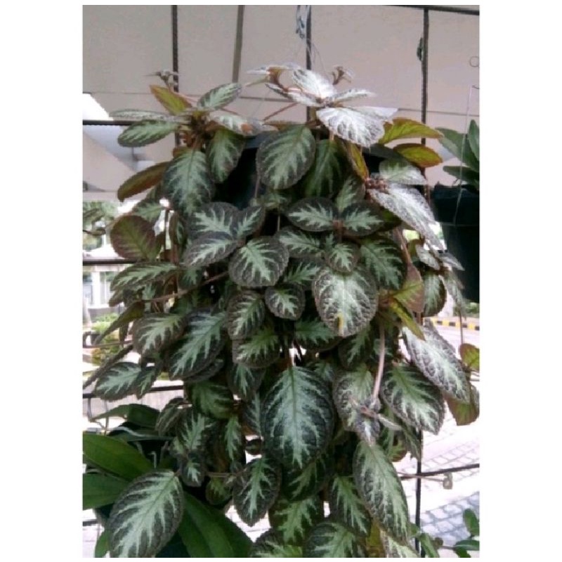 tanaman gantung Beludru silver, tanaman gantung episcia silver & hijau