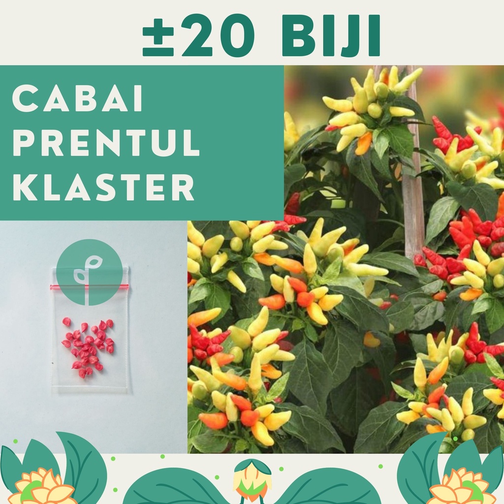 Bibit Sayuran Benih Sayur Paket Lengkap Hidroponik Kangkung Bayam Cabe Sawi Selada Terong Tomat dll-CABE PRENTUL KLASTER