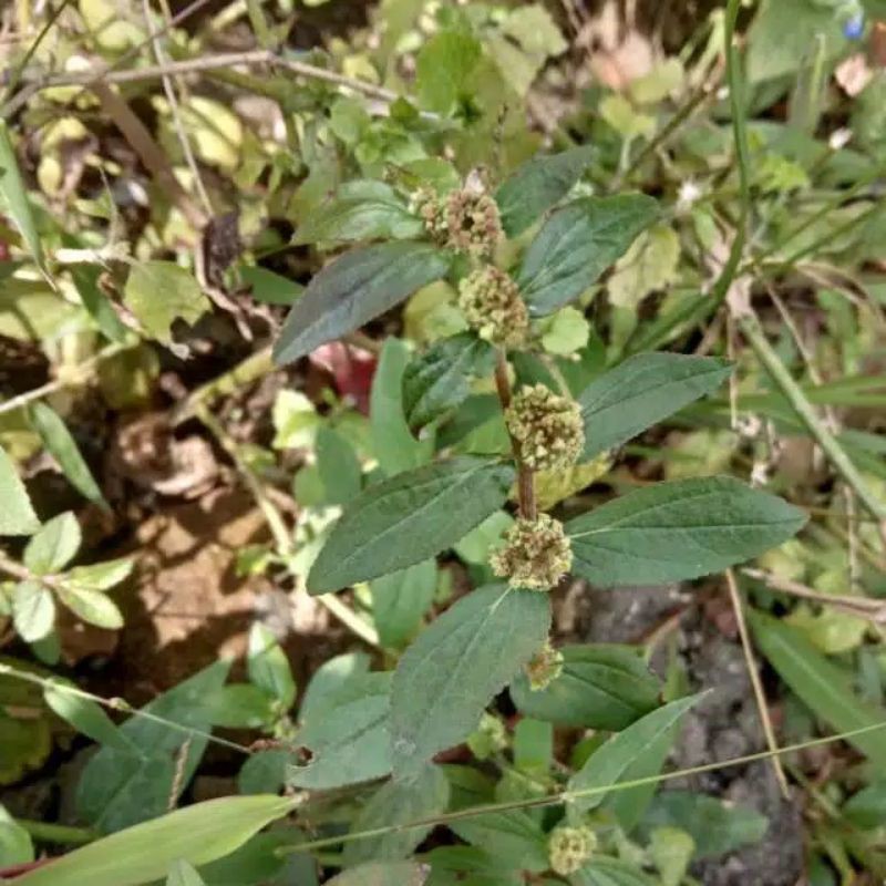 

Daun Patikan kebo segar per 500 gram