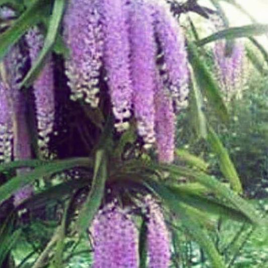 Bagus Anggrek Ekor tupai Anggrek Retusa Anggrek spesies jawa anggrek spesies murah