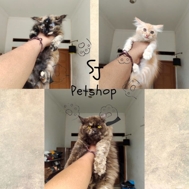 Kucing Persia Kitten & Dewasa Flatnose Ready Stock