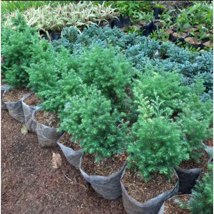 Tanaman Hias Pohon Cemara Embun - Pohon Hiasan Taman