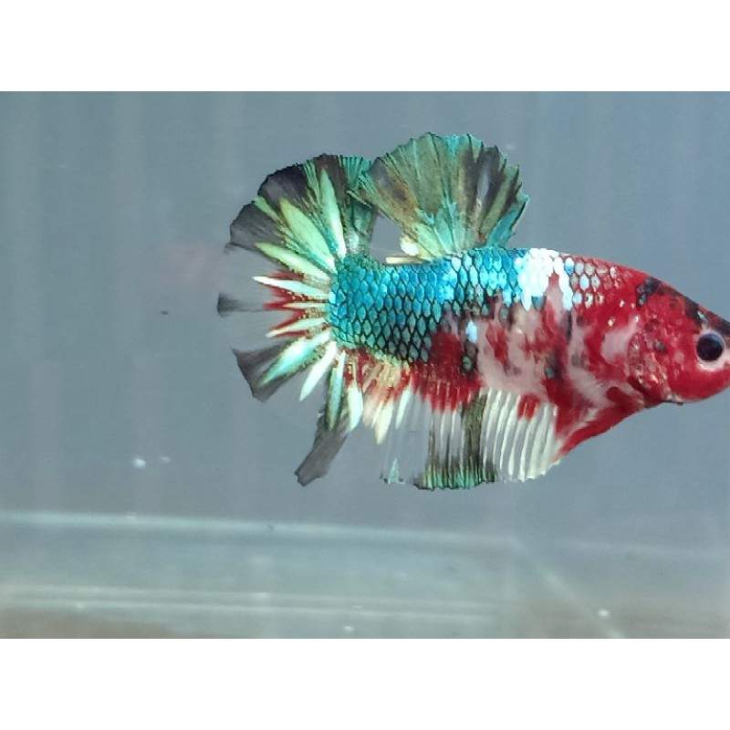 Ikan Cupang/Betta Fish/Ikan Cupang Multicolor
