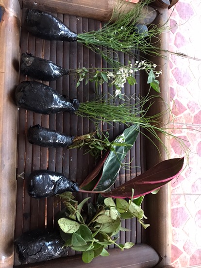 Tanaman Hias Gantung Air Mancur Bunga Putih