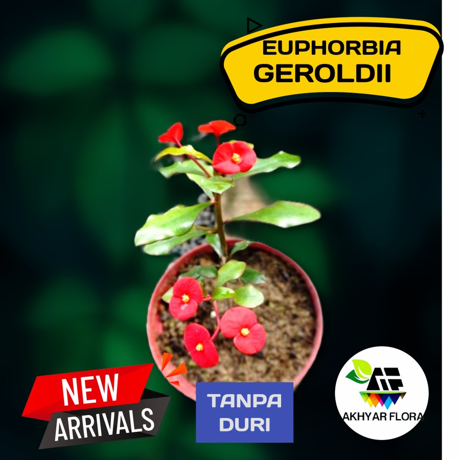 Euphorbia Geroldi Tanaman Hias Eporbia Mini Ephorbia Tanpa Duri Euforbia Bunga