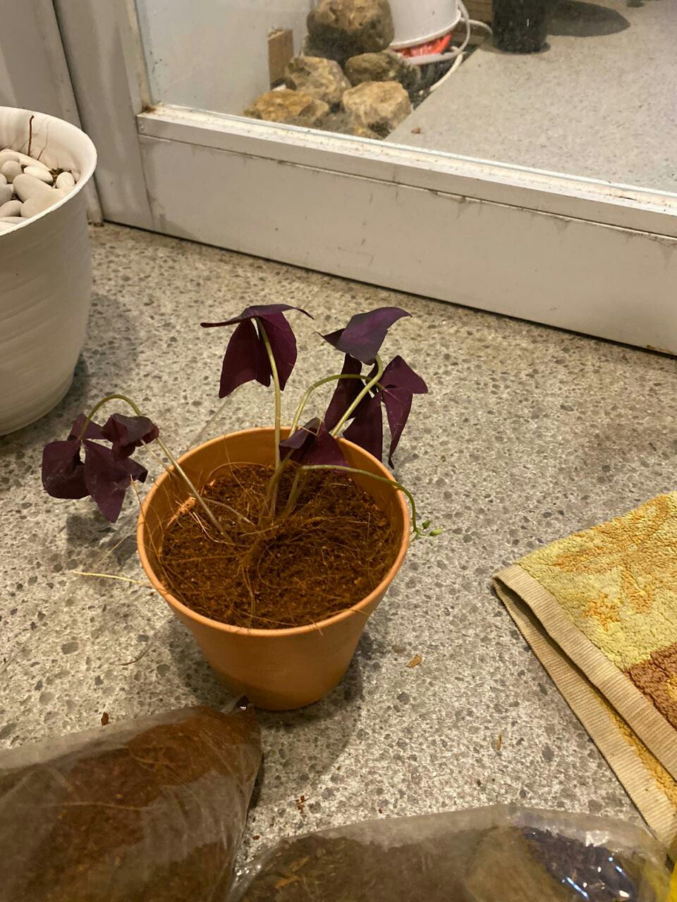 Tanaman Hias Gantung Kupu Kupu - Oxalis Triangularis