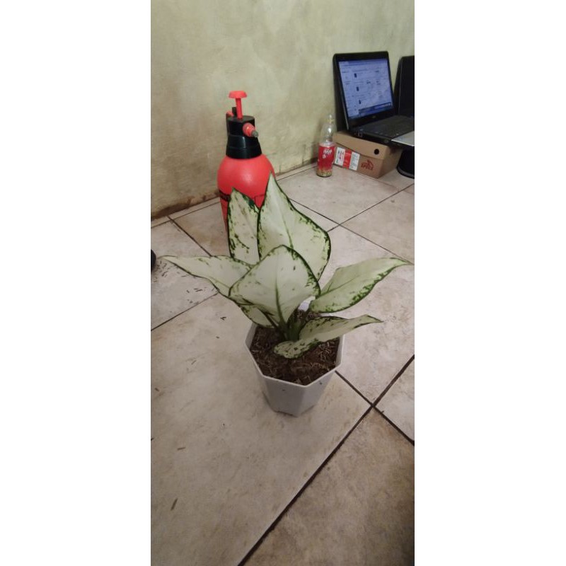 tanaman hias aglonema super white, aglonema super white
