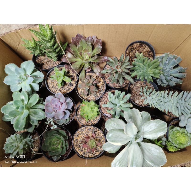 Sekulen besar paket (20pcs) kaktus sekulen jumbo bunga asli
