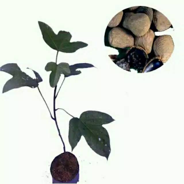 bibit tanaman kluwek kepayang