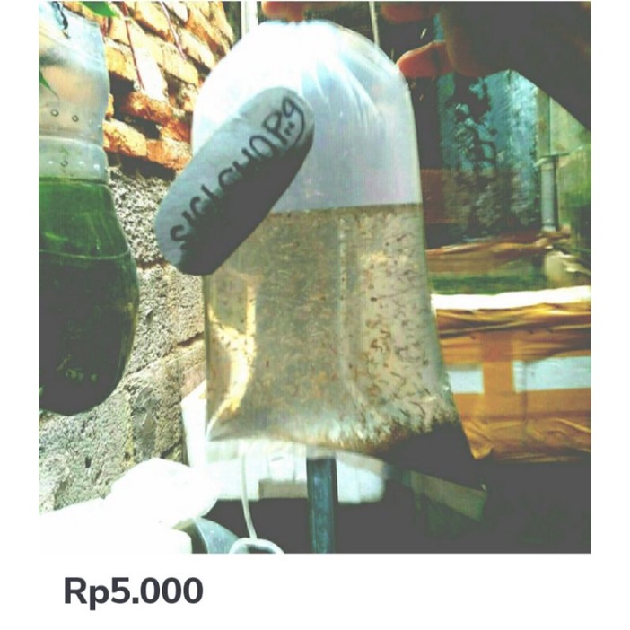 jentik nyamuk pakan ikan cupang