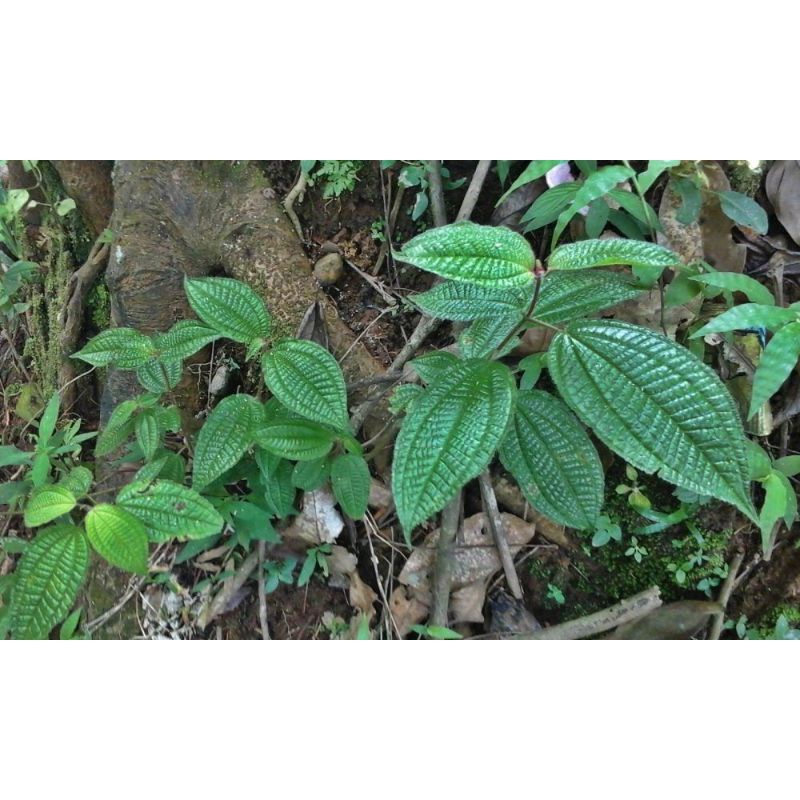 

Daun Harendong Segar 500gram