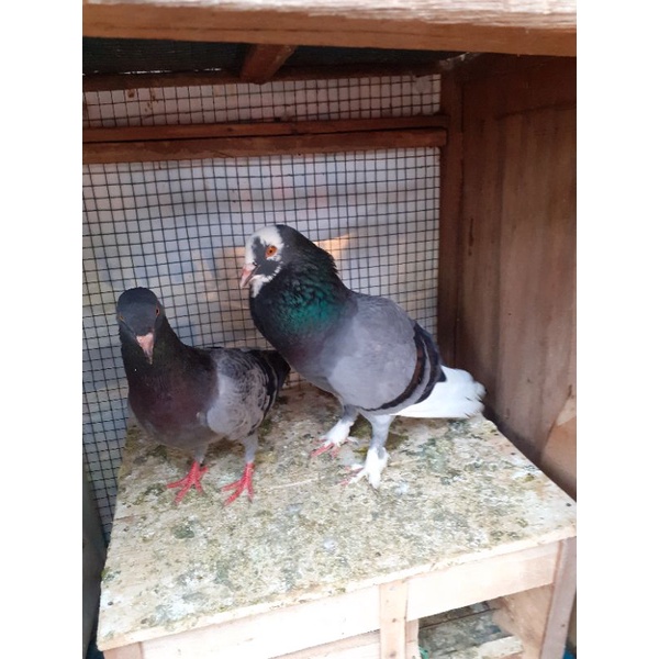 Burung Merpati bahan pasangan / giringan, burung asli pekalongan