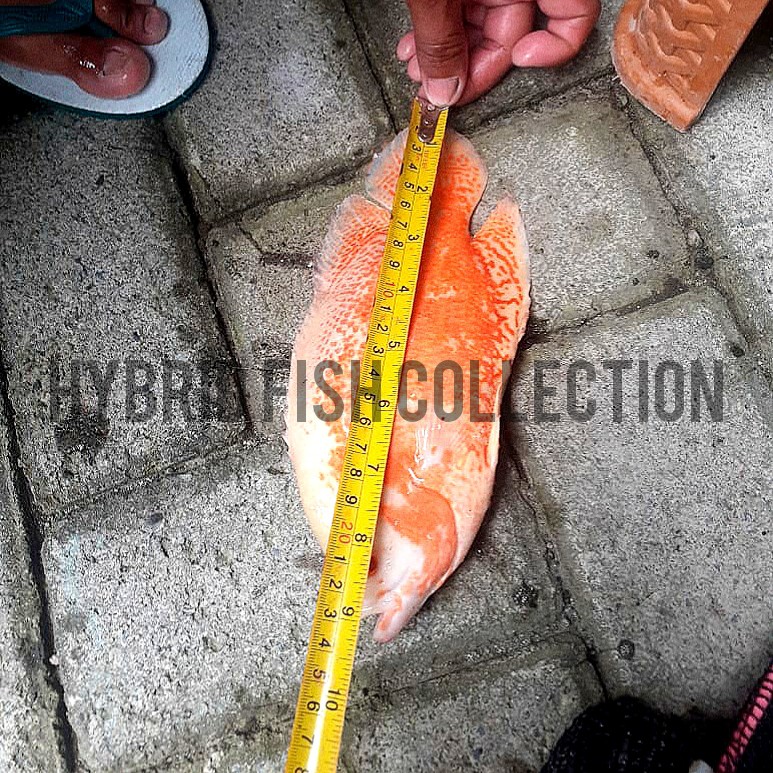 Ikan Oscar Paris Albino ukuran +/- 23cm