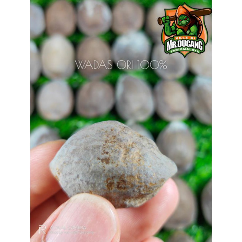 MUNCANG ADU JAWA WADAS ORI GURU 100%