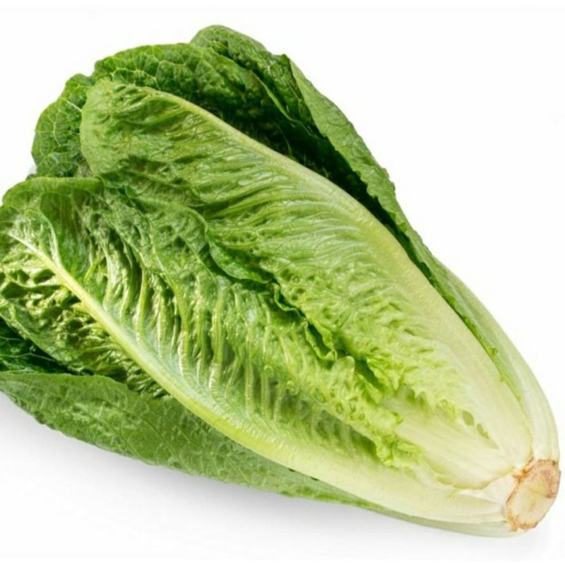 

Romen / Romaine Lettuce 1 kg sayuran segar