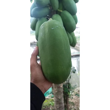

BUAH PEPAYA MENTAH SAYUR SEGAR