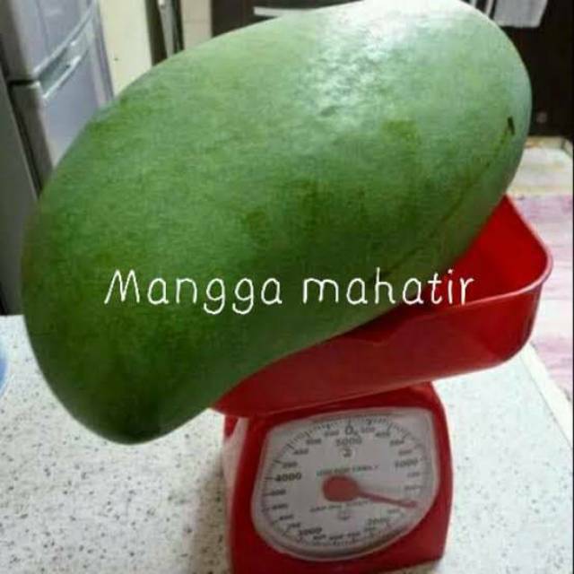 BIBIT MANGGA JUMBO (MANGGA MAHATIR)