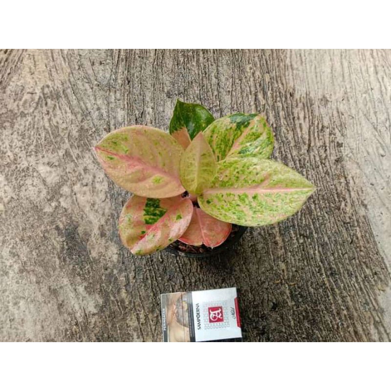 aglonema emerald cantik anakan baby