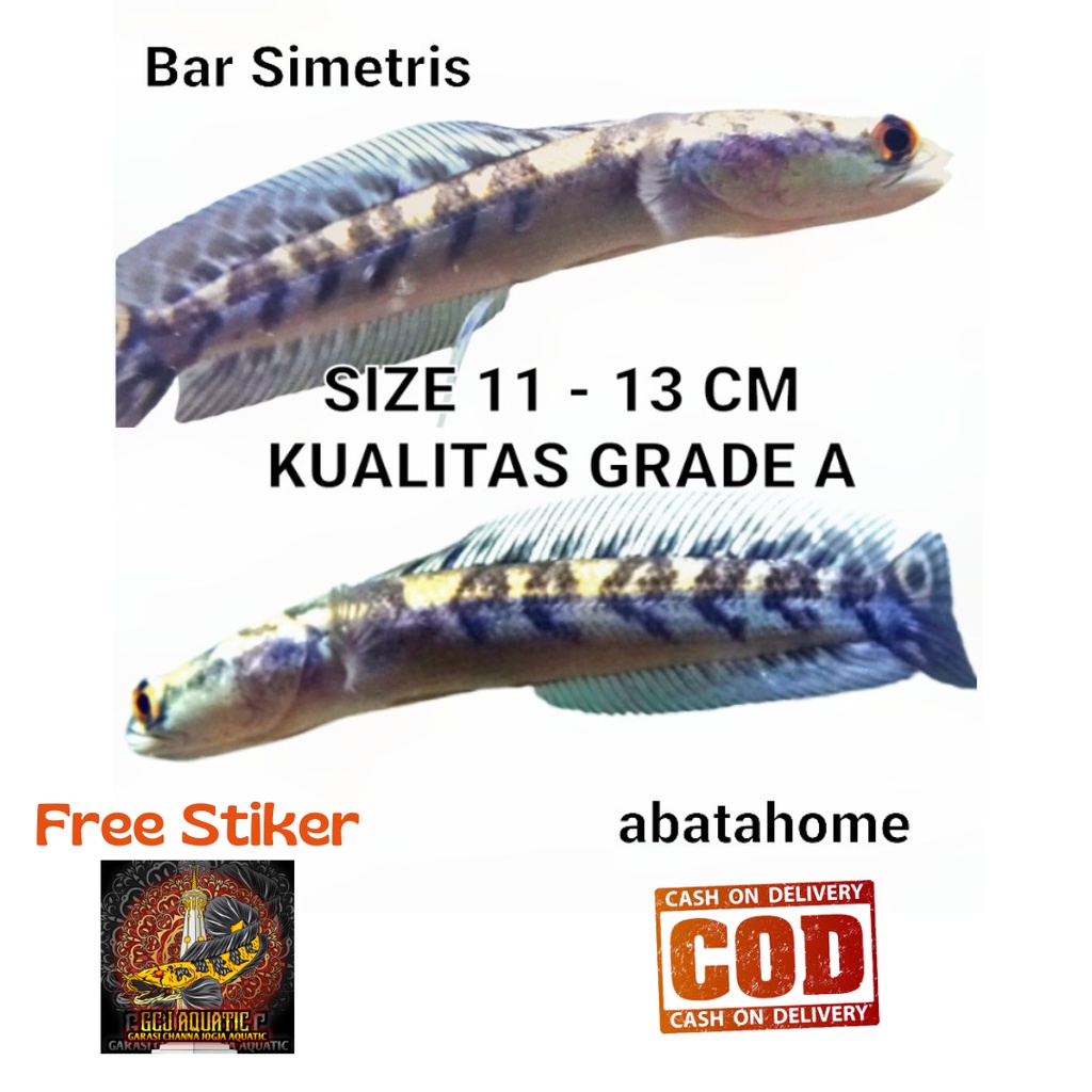Ikan Channa Yellow Sentarum BAR SIMET Size 11-13 cm - Chana YS GARANSI 100% SIMETRIS Tebal Rapi Cabu