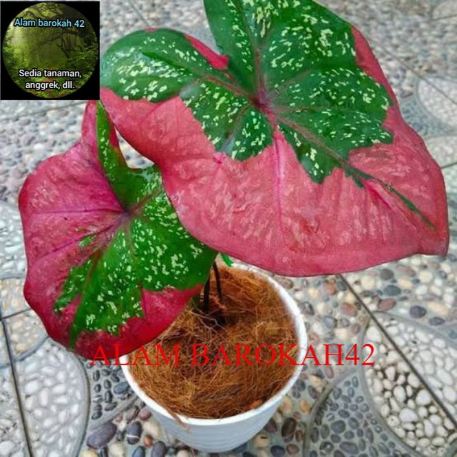 Tanaman hias keladi baret / keladi merah hijau