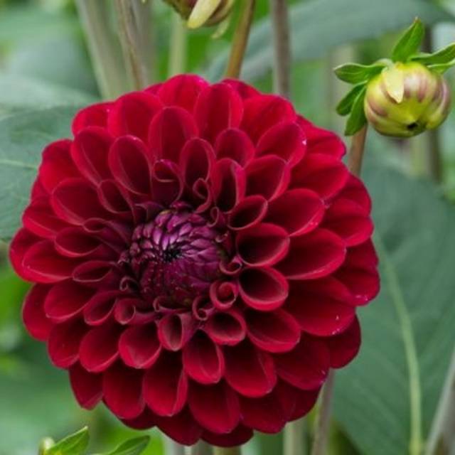 Gambar Bunga  Dahlia  Merah  Gambar Ngetrend dan VIRAL