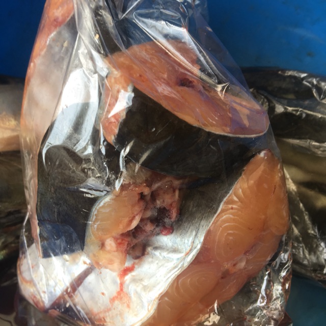 

[fresh] Ikan patin segar murah