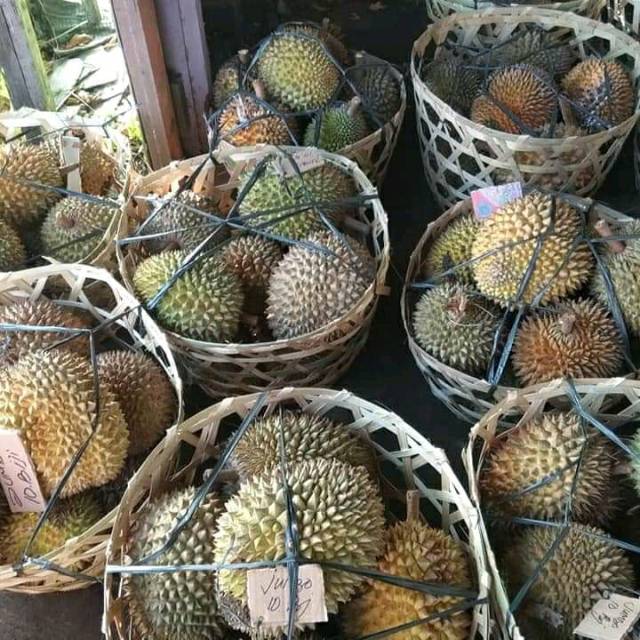

Durian jumbo dr alas