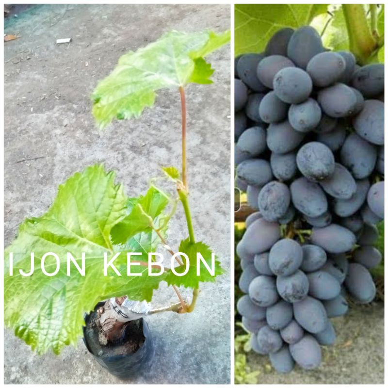 bibit tanaman buah anggur import jupiter seedless tanpa biji