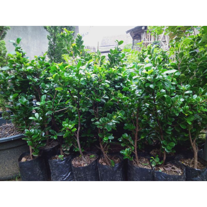 

bibit beringin compakta