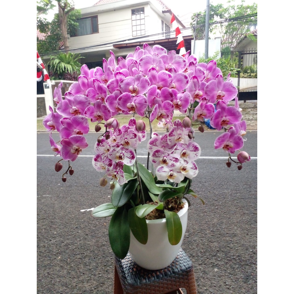 ANGGREK BULAN DEWASA | BUNGA ANGGREK BULAN | BUNGA ANGGREK