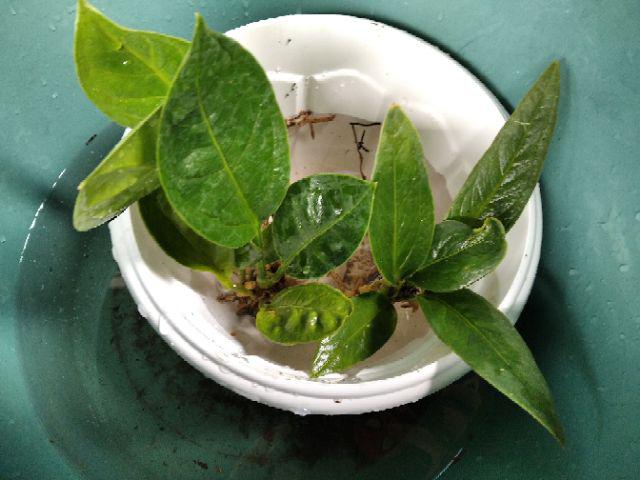 Taman Hias Calatea Black Lipstik