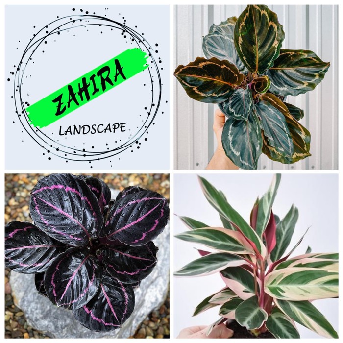 PROMO! Paket (F) 3 Tanaman Hias Calathea - Calathea Indoor - Kalatea