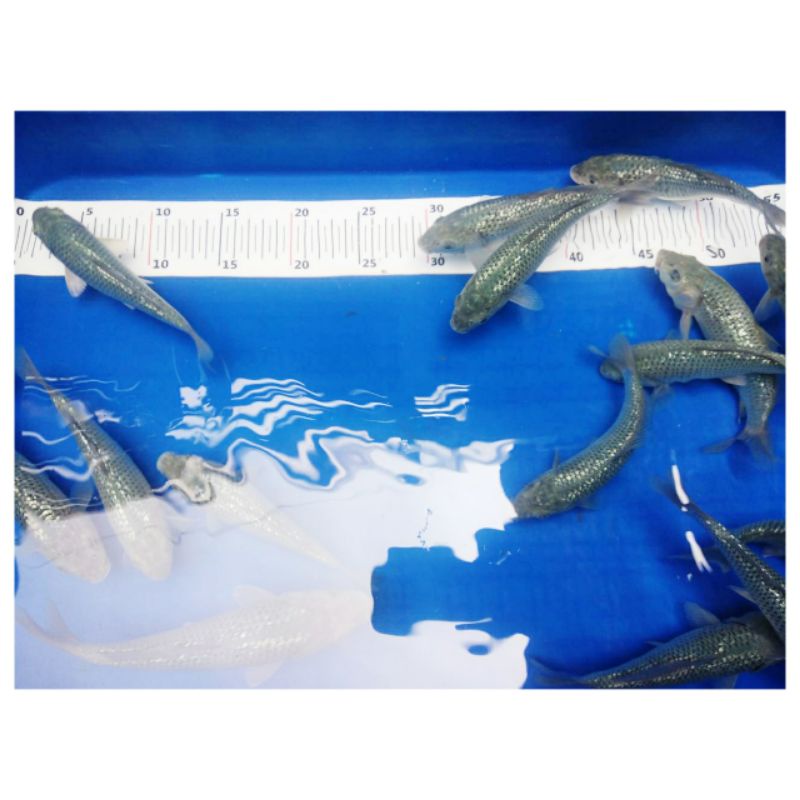Ikan Koi Chagoi Soragoi Ginrin Non Ginrin
