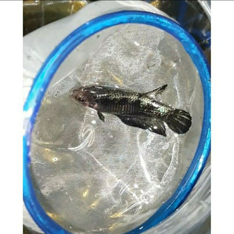 Cupang Avatar Cooper 1 pair siap breed