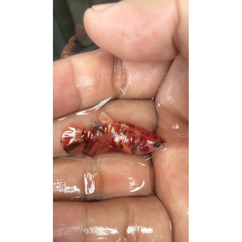 Female nemoxy cooper gold