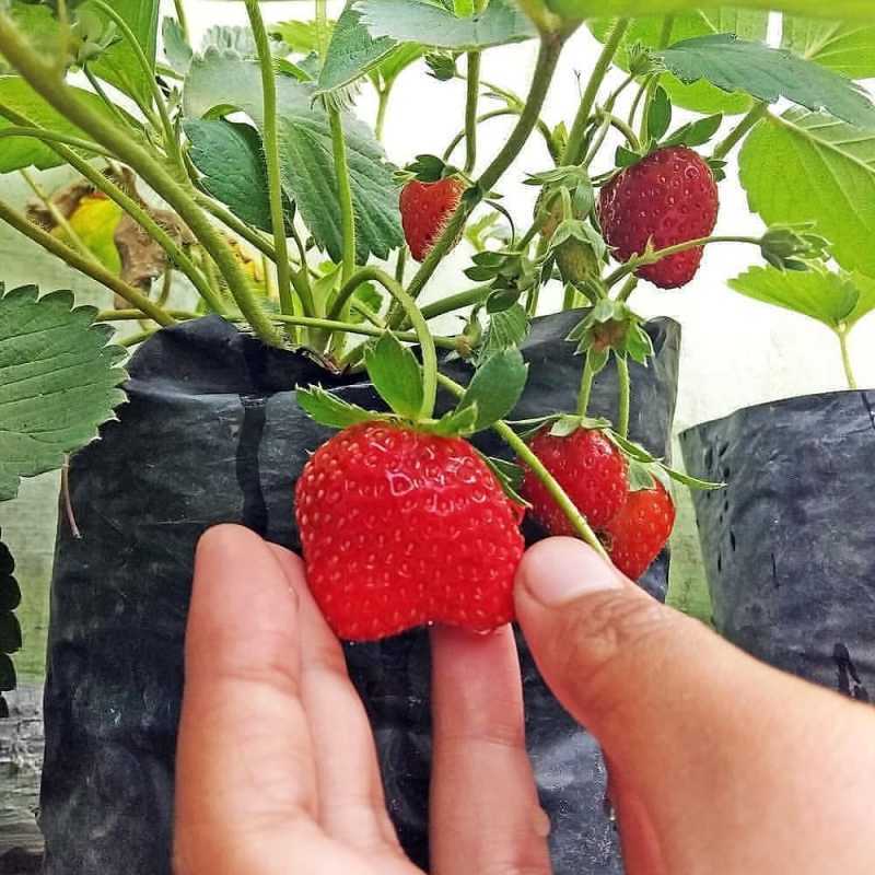 10 Benih Bibit Strawberry California Genjah (Cepat Berbuah) Tanaman Buah Stroberi Manis Import Super