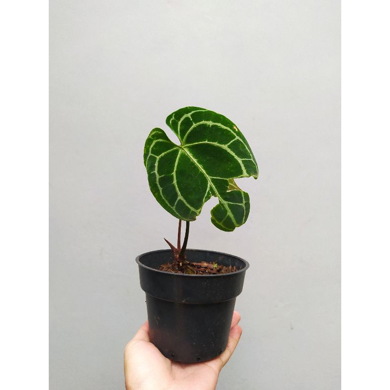 Anthurium Crystallinum Dark Form Hybrid / Kuping Gajah Hybrid