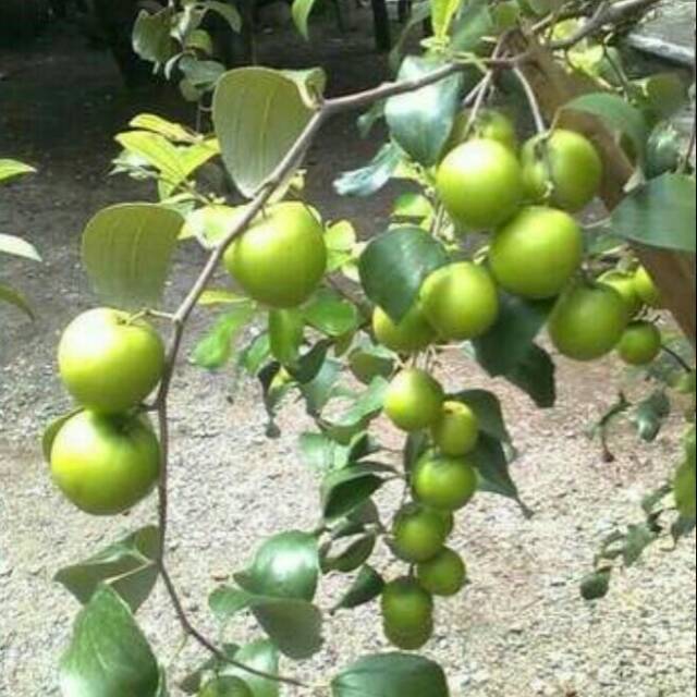 bibit pohon apel putsa siap berbuah