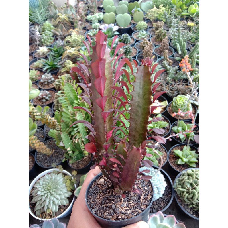 euphorbia trigona purple