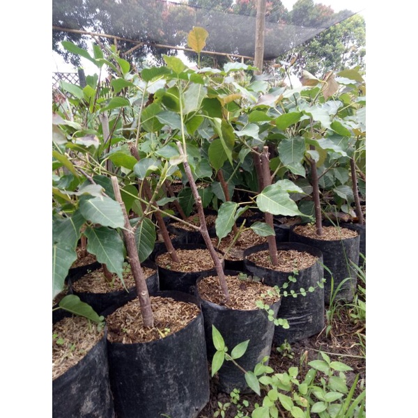 Bibit tanaman pohon bodhi