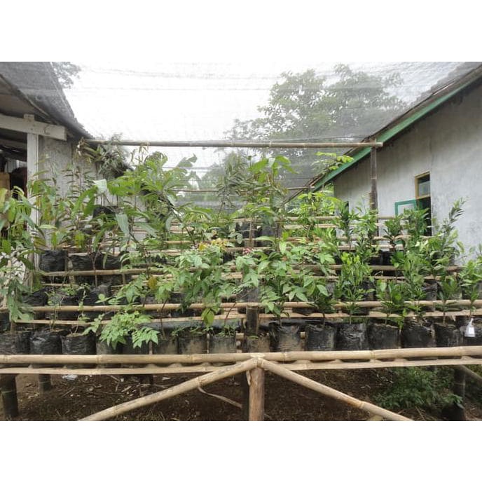 DISCOUNT BIBIT BUAH OKULASI TANAMAN MANGGA LALIJIWO 61 TERLARISTINGGI 100CM UP