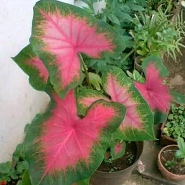 Tanaman hias keladi pink love_keladi pink love_pohon keladi langka