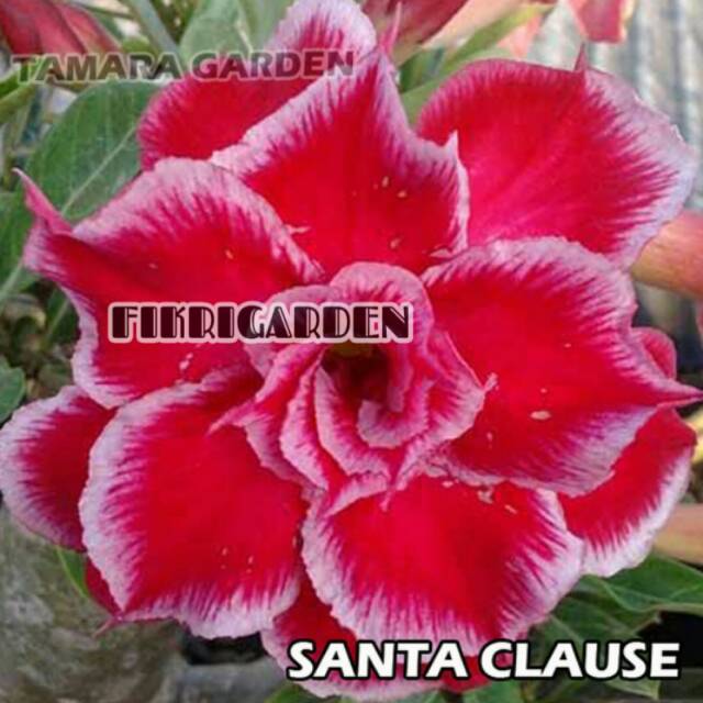 

Bibit Bunga Kamboja Adenium Santa Clause