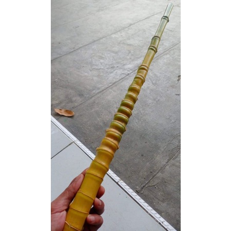 Bambu cendani bahan gagang joran pancing