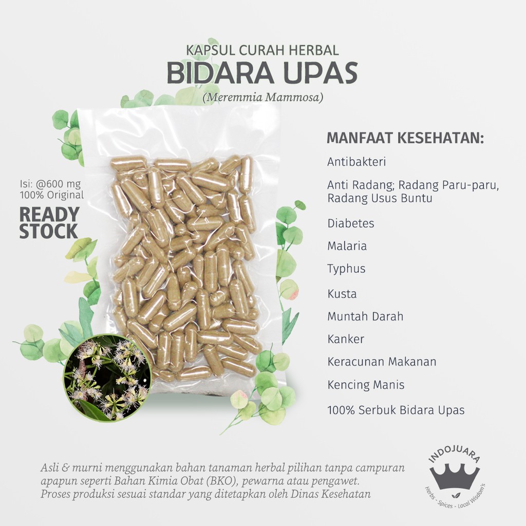 

BIDARA UPAS 100 Kapsul Curah Herbal ASI Syphilis Diabetes Kanker Anti Radang Paru Usus Buntu 600mg