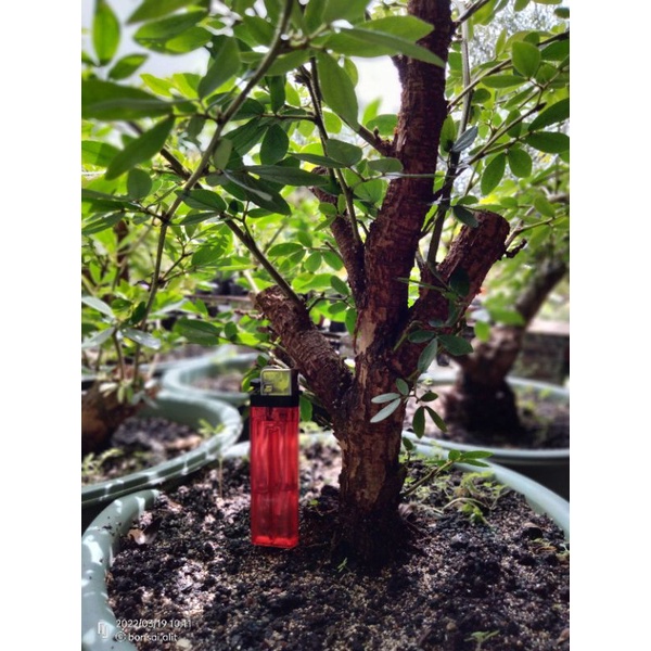 Bahan bonsai Kaliandra(Suriname) batang besar