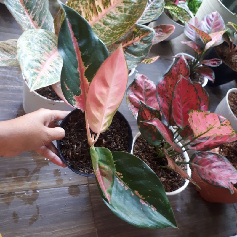 Aglaonema Kochin Pelangi
