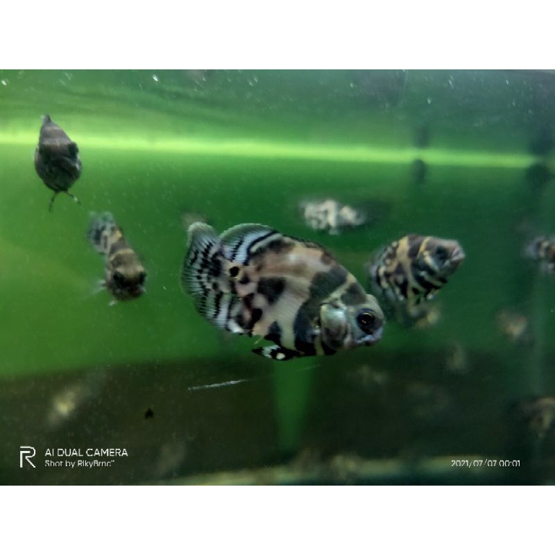 Oscar Tiger Short Body Unik & Langka