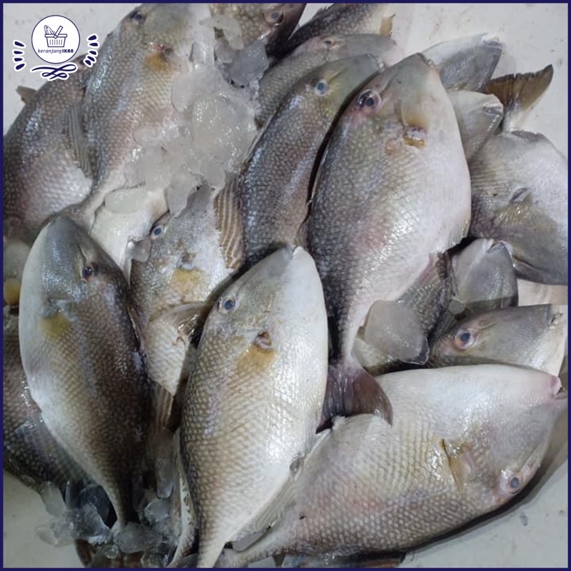 

Ikan Kambing Kambing Segar 1kg