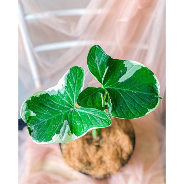 keladi tikus varigata - Keladi kantong semar varigata - Bibit tanaman hias hidup - BAKUL KEMBANG